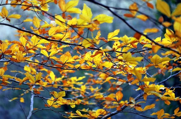 Photo Background Autumn Trees Beautiful Forest — Stock Photo, Image