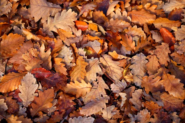 Foto Achtergrond Eiken Bladeren Herfst Park — Stockfoto