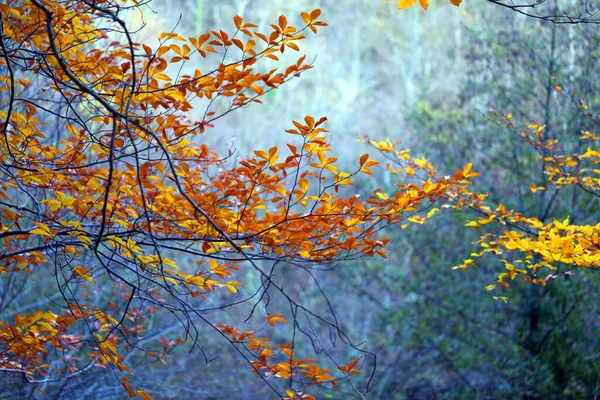 Foto Fundo Árvores Outono Uma Bela Floresta — Fotografia de Stock