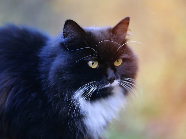 Foto Hermoso Gato Negro Parque Otoño — Foto de Stock