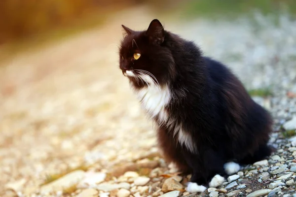 Foto Einer Schönen Schwarzen Katze Herbst Park — Stockfoto