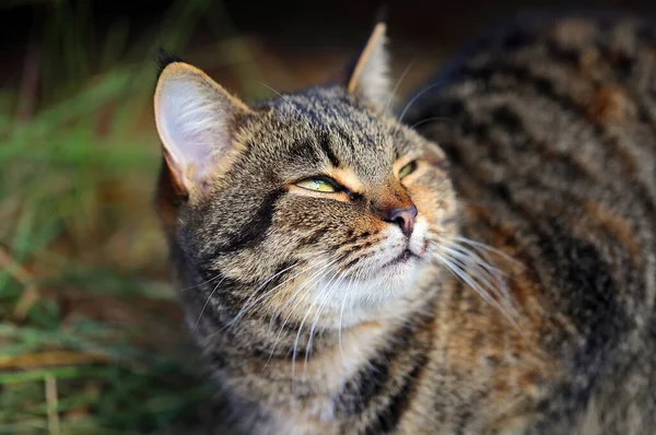 Retrato Fotográfico Gato Grande Iluminado Por Sol — Foto de Stock