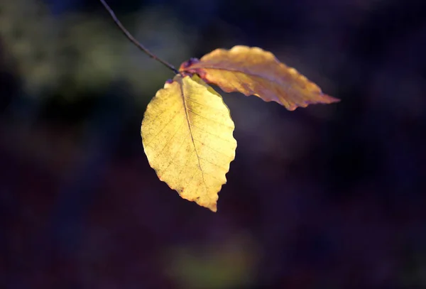 Photo Golden Autumn Leaves Dark Background Forest — Stock Photo, Image