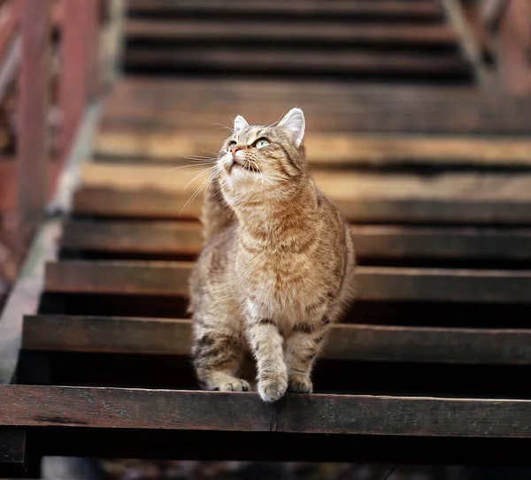 Foto de um gatinho com fome bonito no outono — Fotografia de Stock