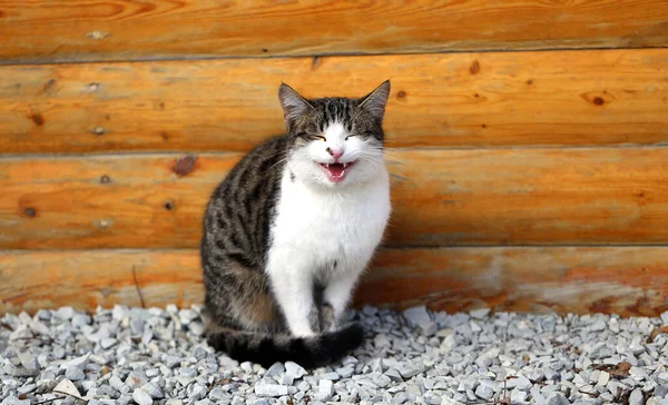 Foto av en söt hungrig kattunge på hösten — Stockfoto