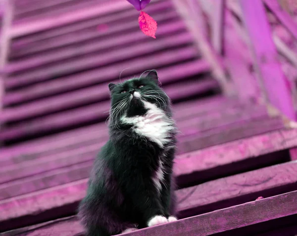 Foto de um belo gato preto no outono — Fotografia de Stock