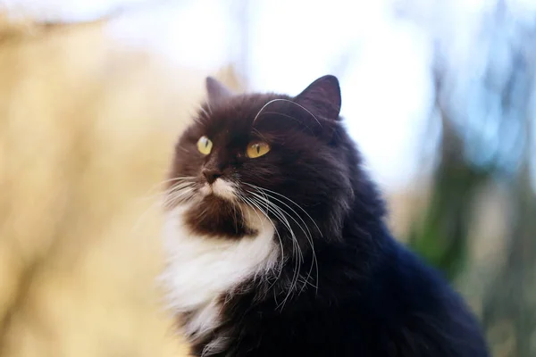 Foto de un hermoso gato negro en otoño — Foto de Stock