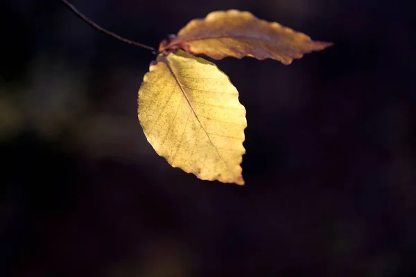 金秋树叶的照片 — 图库照片