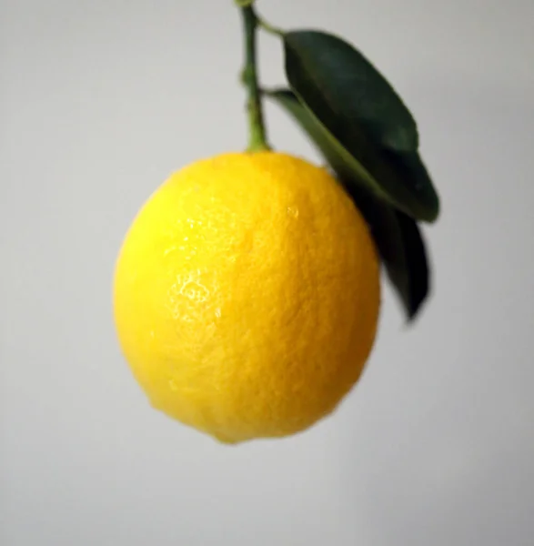 Sarı olgun bir limon fotoğrafı. — Stok fotoğraf