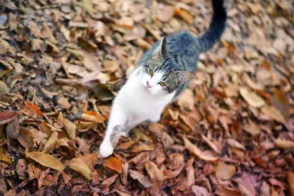 Photo Cute Hungry Kitten Autumn Park — Stock Photo, Image