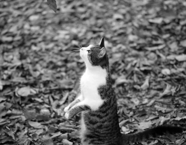 Photo Cute Hungry Kitten Autumn Park — Stock Photo, Image