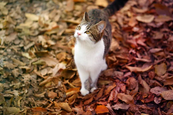 Photo Cute Hungry Kitten Autumn Park — Stock Photo, Image