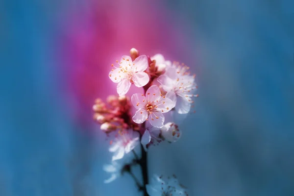 Makro Zdjęcie Kwitnących Krzewów Wiosny Jasnym Tle — Zdjęcie stockowe