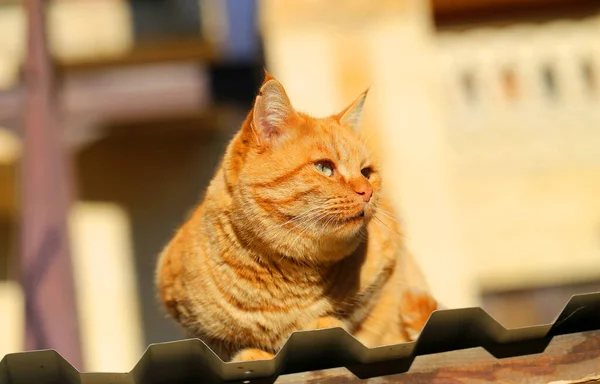 Foto Retrato Gato Vermelho Deitado Sol — Fotografia de Stock