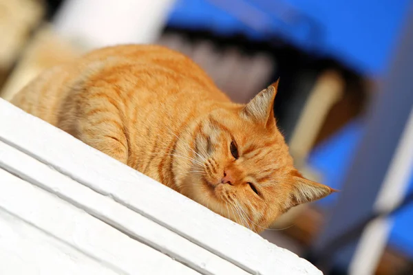 Fotoporträt Einer Roten Katze Die Der Sonne Liegt — Stockfoto