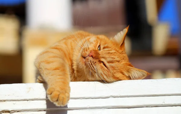 Fotoporträt Einer Roten Katze Die Der Sonne Liegt — Stockfoto