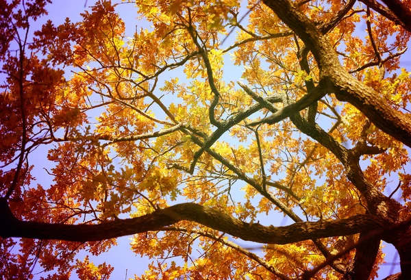 Foto Del Paisaje Árbol Con Hojas Roble Otoño Ejemplo Fondo — Foto de Stock