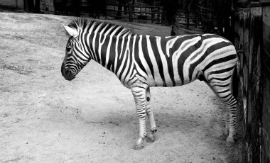 Açık bir arkaplanda büyüyen siyah-beyaz bir Zebra hayvanının fotoğrafı