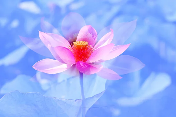 一个美丽的粉色莲花的照片宏观被太阳照亮了 用于瑜伽设计和广告的莲花的例子 — 图库照片