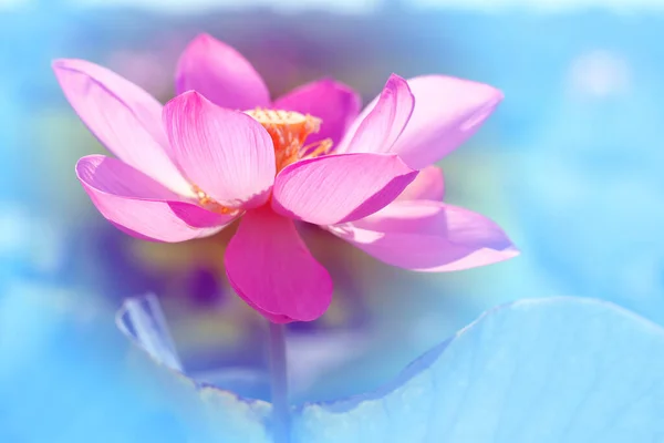 Foto Macro Una Hermosa Flor Loto Rosa Iluminada Por Sol —  Fotos de Stock