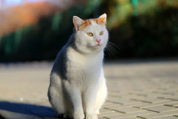 Foto Hermoso Gato Blanco Iluminado Por Sol Parque Ejemplo Gato — Foto de Stock