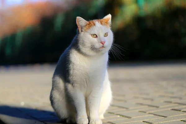 Photo Beau Chat Blanc Illuminé Par Soleil Dans Parc Exemple — Photo