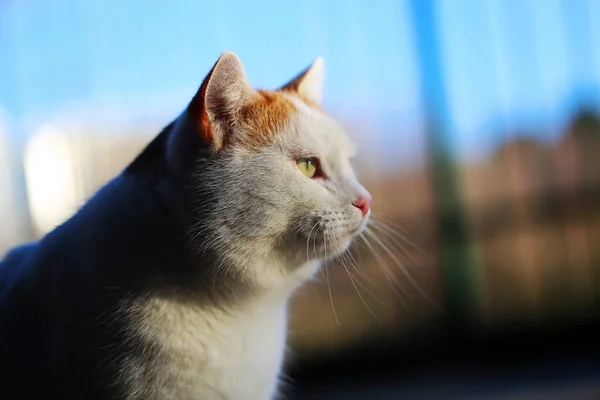 Foto Einer Schönen Weißen Katze Die Von Der Sonne Park — Stockfoto