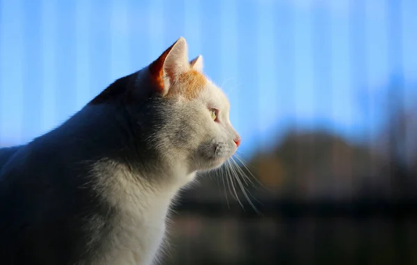 Fénykép Egy Gyönyörű Fehér Macska Megvilágított Nap Parkban Példa Reklámra — Stock Fotó