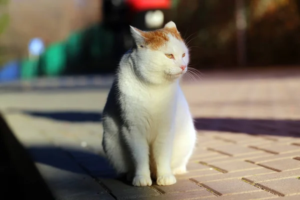 Foto Belo Gato Branco Iluminado Pelo Sol Parque Exemplo Gato — Fotografia de Stock