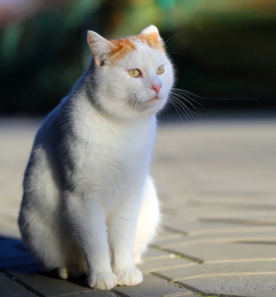 Photo Beau Chat Blanc Illuminé Par Soleil Dans Parc Exemple — Photo