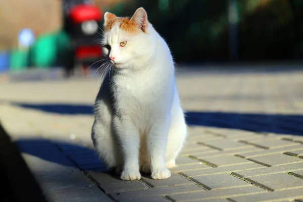 Foto Hermoso Gato Blanco Iluminado Por Sol Parque Ejemplo Gato — Foto de Stock