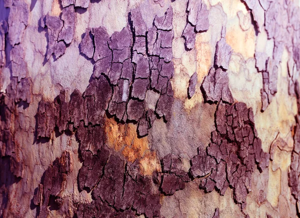 Photo Background Tree Bark Illuminated Sun — Stock Photo, Image