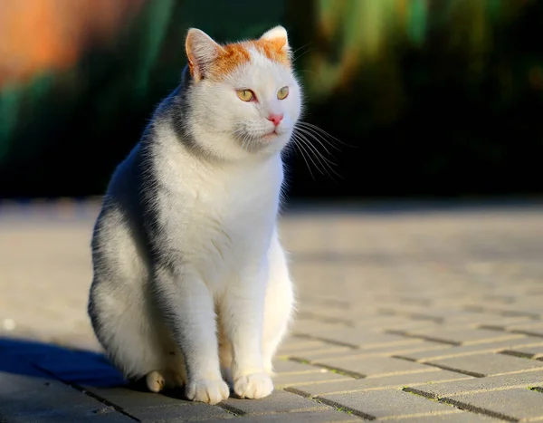 공원의 태양에 조명되는 아름다운 고양이 광고용 고양이의 — 스톡 사진