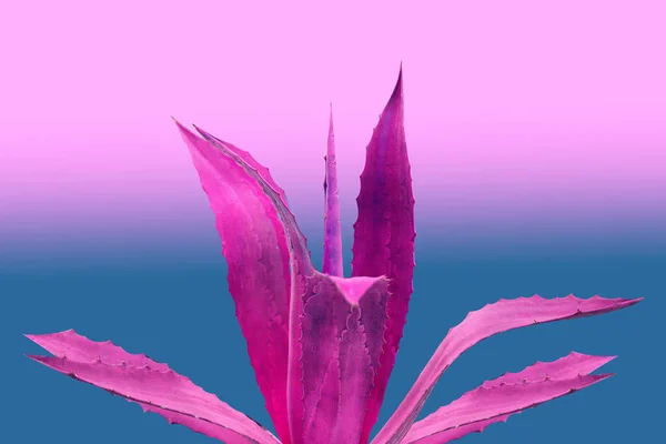 Photo Purple Cactus Bright Background Minimalism Pop Art Cactus Design — Stock Photo, Image