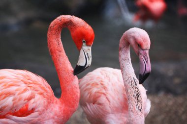 Parkta yürürken çekilmiş kırmızı flamingolar.