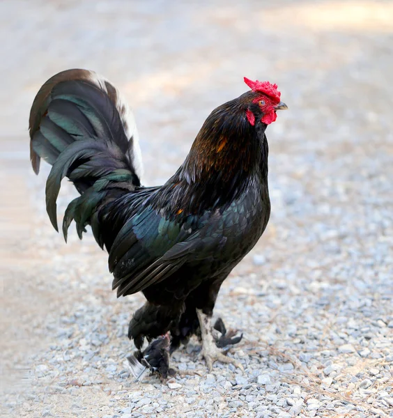 Fénykép Egy Gyönyörű Fekete Farokról Mezőgazdaságnak Példa Egy Fekete Kakas — Stock Fotó