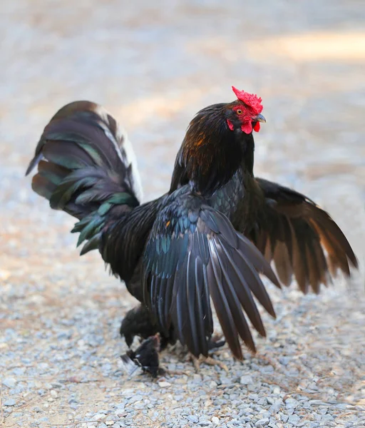 Fénykép Egy Gyönyörű Fekete Farokról Mezőgazdaságnak Példa Egy Fekete Kakas — Stock Fotó
