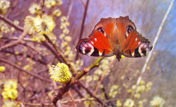 Fotografia Piêknego Pawia Oko Motyl Wiosennych Pączkach Drzewa Wiosenne Tło — Zdjęcie stockowe