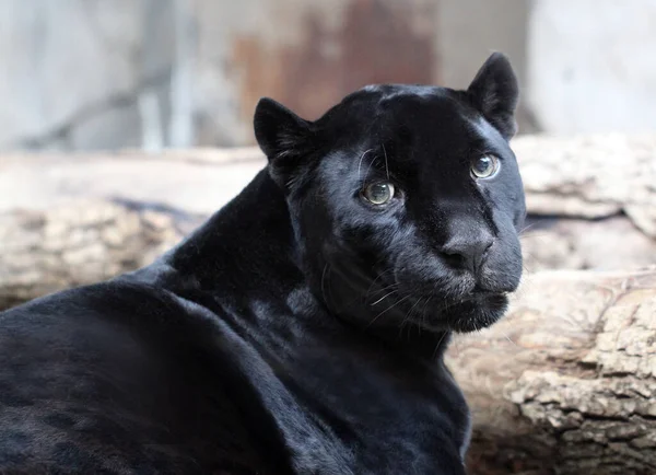 Hayvanlar Alemi Için Bir Panterin Parlak Siyah Portresi — Stok fotoğraf