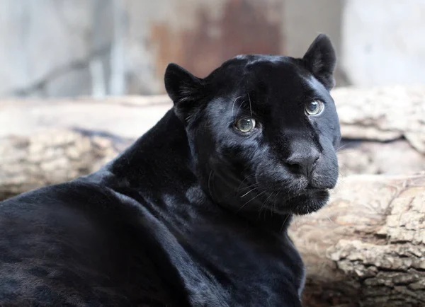 Foto Retrato Negro Brillante Una Tristeza Pantera Para Mundo Animal —  Fotos de Stock