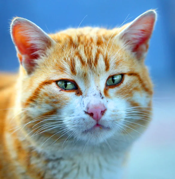 Fotoporträt Einer Schönen Straßenkatze Die Von Der Sonne Beleuchtet Wird — Stockfoto