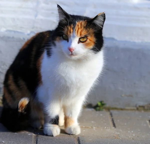Fénykép Portré Egy Gyönyörű Utcai Macska Megvilágított Nap Kóbor Állatok — Stock Fotó