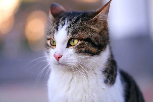 Foto Retrato Hermoso Gatito Calle Iluminado Por Sol Protección Animales — Foto de Stock