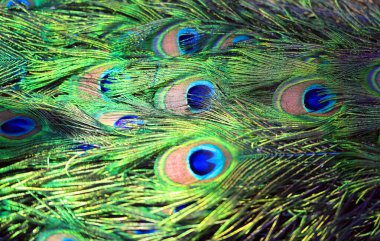 Fotoğraf arkaplan tavus kuşu tüyleri parlak güzel kuş