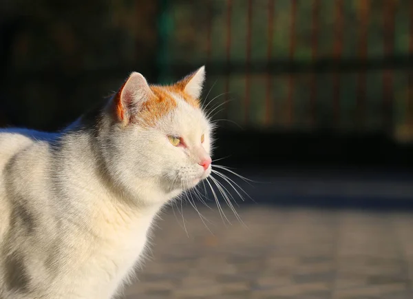 Foto Hermoso Gato Blanco Iluminado Por Sol Parque Ejemplo Gato — Foto de Stock
