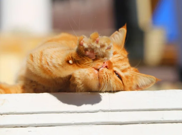 Fotoporträt Einer Roten Katze Die Der Sonne Liegt — Stockfoto