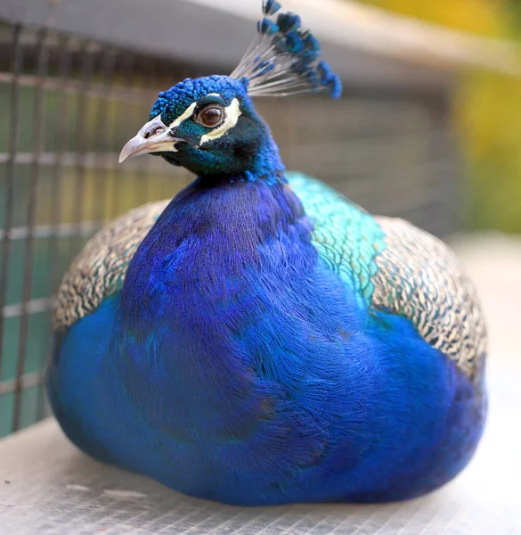 庭の美しい青い孔雀の肖像写真 — ストック写真