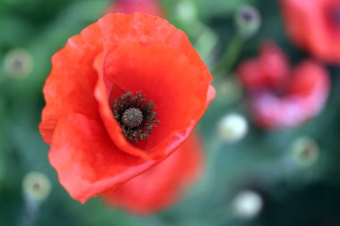 Fotoğraf arkaplanda güzel kırmızı gelincikler.