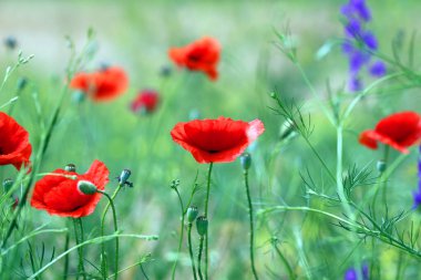 Fotoğraf arkaplanda güzel kırmızı gelincikler.