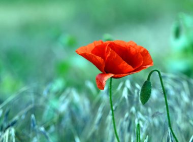 Fotoğraf arkaplanda güzel kırmızı gelincikler.